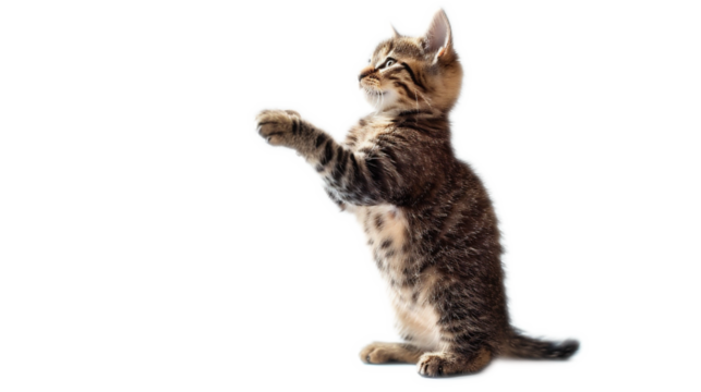 おねだりをする猫、PNG