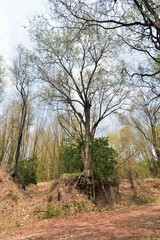 Fototapeta premium Tree with twisted roots in asia.