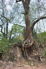 Tree with twisted roots in asia.