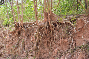 Tree with twisted roots in asia.
