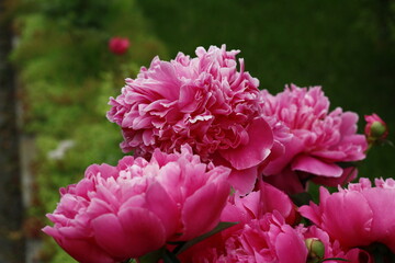 Pink peony flower