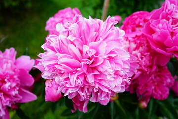 Pink peony flower © Alessio Russo