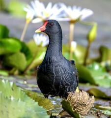 Ponds with black pigeons in the water
