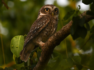 great horned owl