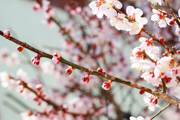 japanese plum ume