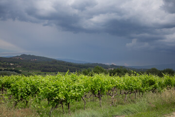 Vineyards in Provence in summer on a sunny day. High quality photo