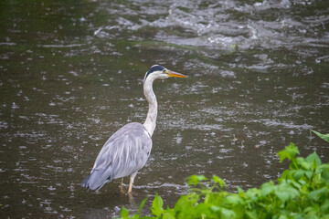 A gray heron standing in the river with heavy rain.