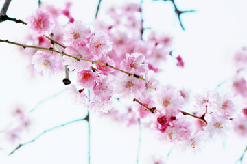 pink cherry blossom
