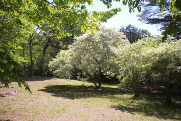 spring in the park