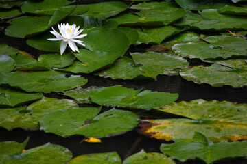 white water lily
