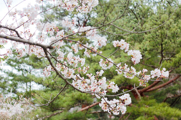 cherry tree blossom