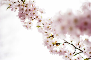 tree blossom