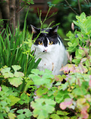 cat on the grass