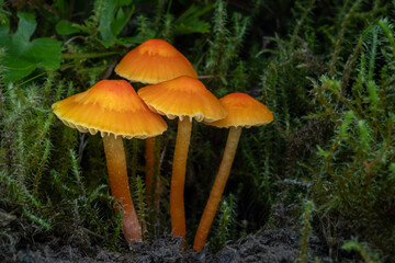A group of orange Bitter Waxcap mushrooms (Hygrocybe mucronella) in the moss