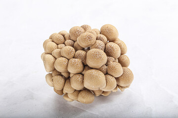 Raw asiam delicacy mushroom Shimeji