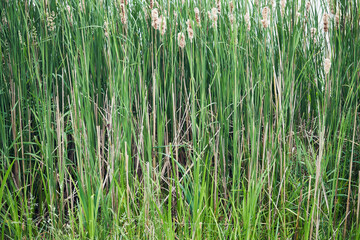 Pałka wąskolistna, Typha angustifolia, L. © Marcin Łazarczyk