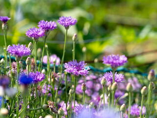 山に咲く赤紫色のヤグルマギク