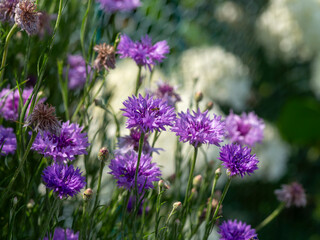 山に咲く赤紫色のヤグルマギク