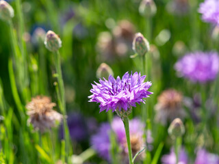 山に咲く赤紫色のヤグルマギク