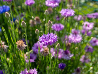 山に咲く赤紫色のヤグルマギク
