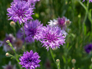 山に咲く赤紫色のヤグルマギク