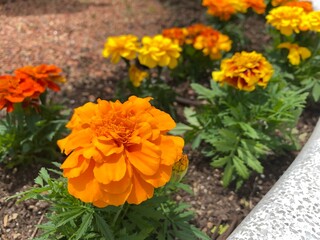 orange marigold flowers