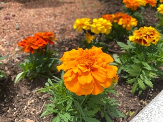 orange marigold flower