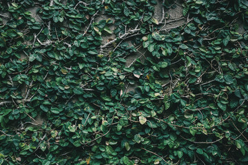 Green leaves Ivy tree creeping on brick wall texture background.