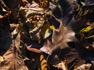 autumn leaves on the ground