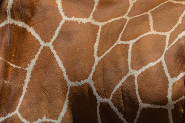giraffe skin background close up