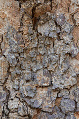 bark of a tree close up