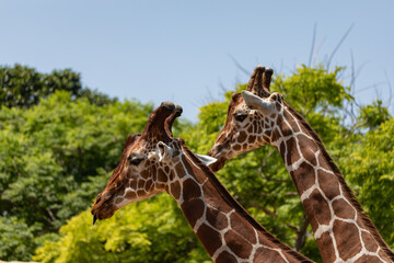 two giraffes against a background of trees