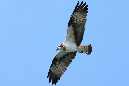Osprey ミサゴ