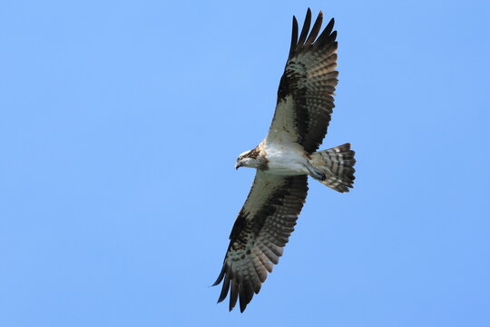Osprey　ミサゴ