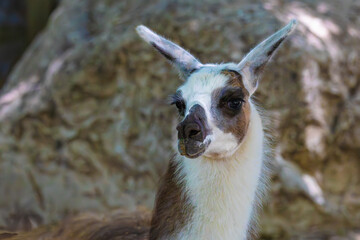close up of a llama