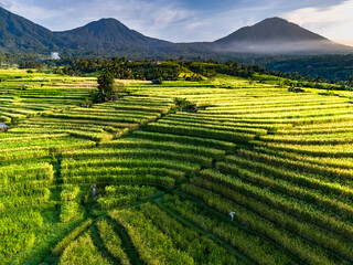 Jatiluwih Rice Terraces in Penebel district, Bali, Indonesia