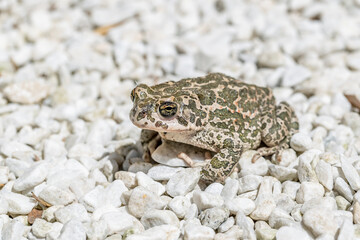 A green toad Bufotes Viridis on white gravel