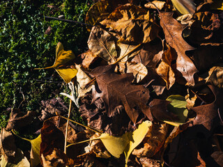 autumn leaves on the ground