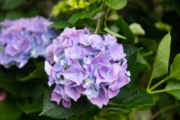 Hortensja ogrodowa