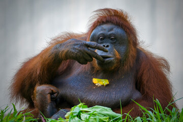 Facial expressions of male Bornean orangutan
