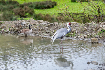 Beautiful wild crane and goose in reservoir water