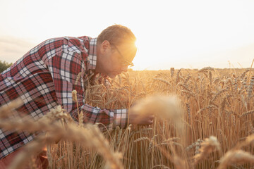 A farmer in a plaid shirt leaned over the ears of wheat on the field. Sunset light. Harvest concept...