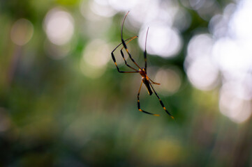 small spider hanging from its web with blurred background