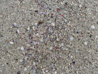 brown sandy soil texture with a collection of small shells on the beach