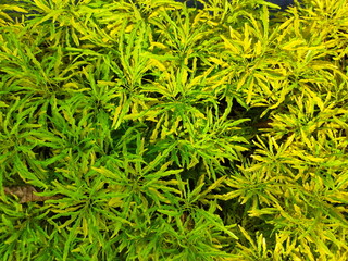 beautiful and green variegated hygrophila difformis leaves suitable for texture illustration