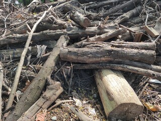 close up texture of dry dead wood suitable for environmental illustrations