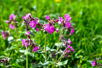 Rote Lichtnelke (Silene dioica)