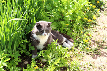 Gray cat lies on its side in the grass near the path and looks with interest somewhere on a sunny spring day in the village - horizontal photo, top view