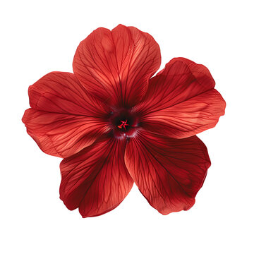 Red flower set PNG. Set of red phlox flowers isolated. Red phlox flower PNG. Red flower top view PNG. Phlox flower flat lay isolated. Summertime bloom of a phlox flower