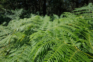 A group of fern plant under the sun light at the forest for the purpose of web and graphic design use